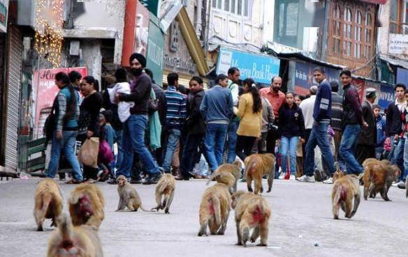 印度35只猴子打群架撞塌民房致使两名印度人死亡