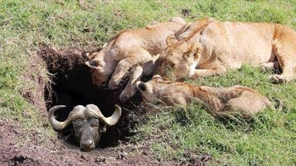 动物世界狮子如何捕杀水牛