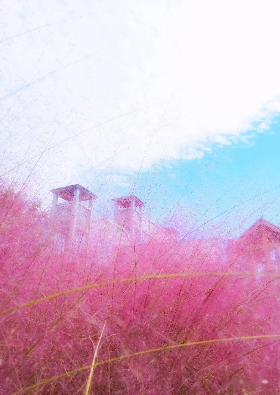 粉了秋色哪里赏香草湾网红粉黛正当时