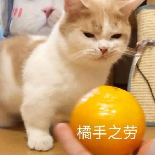 网红猫咪小短腿凸凸大头橘国同庆表情包