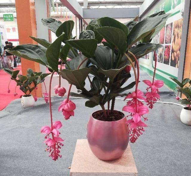 5种 富贵花 客厅养一盆 吉祥如意档次高 人人夸你眼光好 叶片