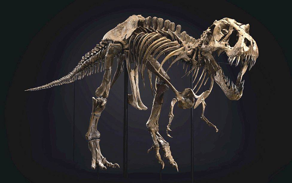 全球最著名霸王龙化石拍出3180万美元，引古生物学家担忧_手机搜狐网