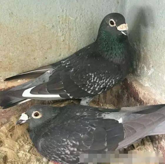 请君欣赏,张兴全老师的跃龙鸟 !