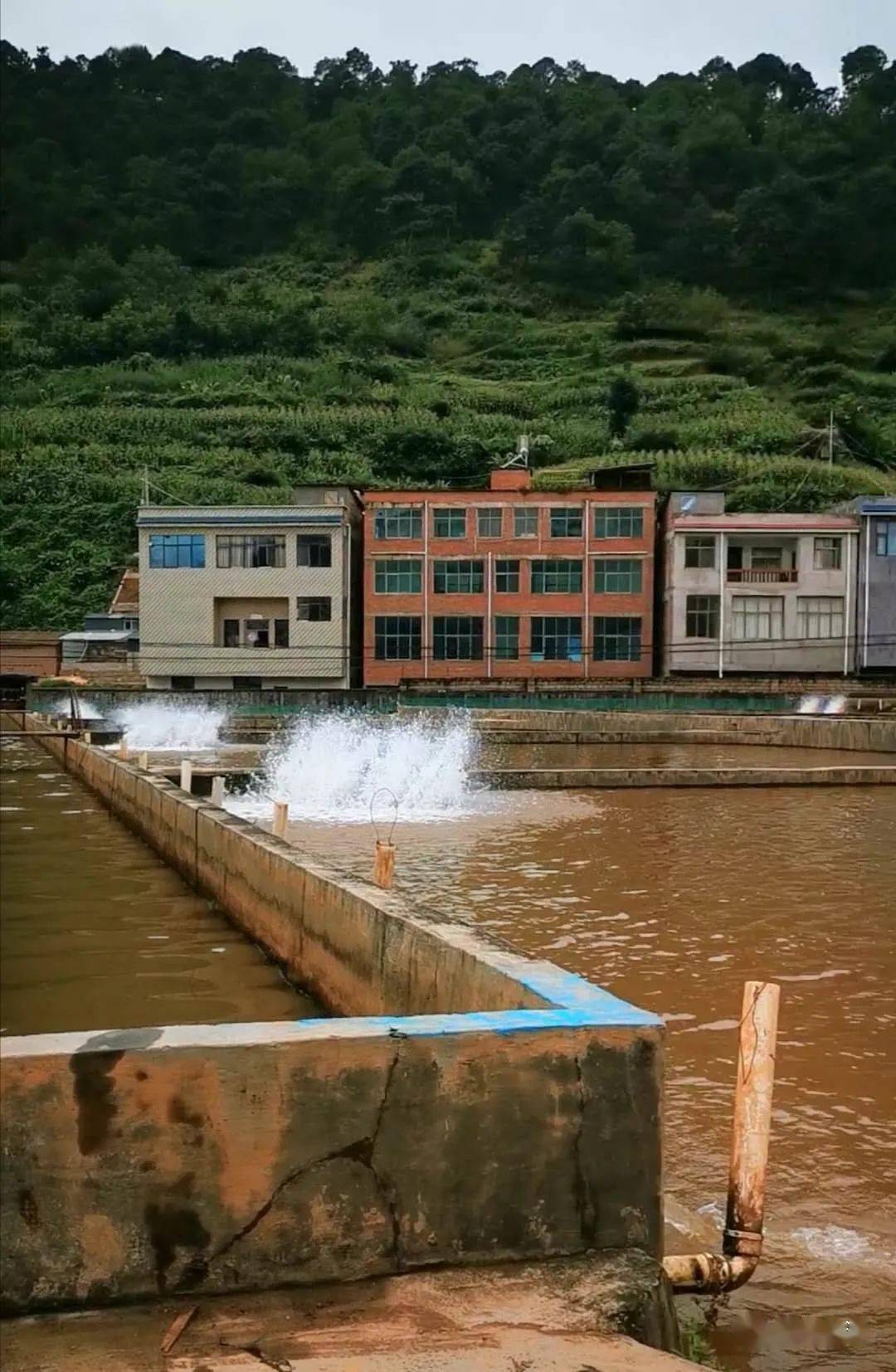 云南阿穆尔鲟鱼集团会泽有限公司生产的鲟鱼主要出口国外今年的疫情