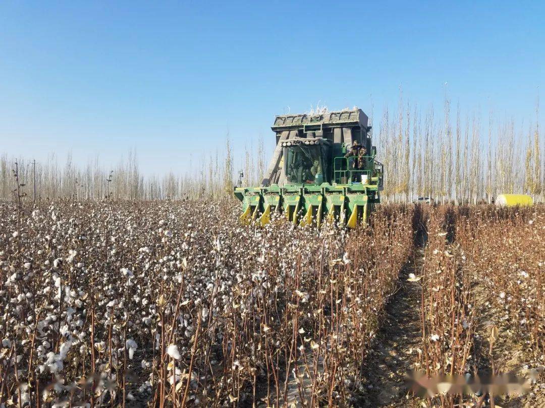采棉机扬帆起航 拾花工退出历史舞台