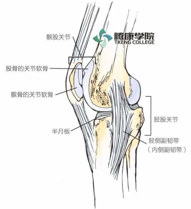 膝关节的解剖及功能