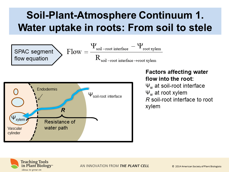 水往高处流植物的水分吸收和运输122张ppt教程