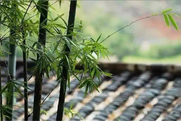 竹韵,禅意生_竹林