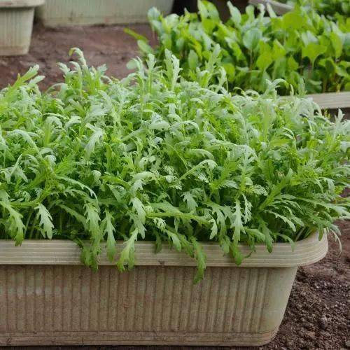 阳台盆栽茼蒿抗病虫害能力强初学者也能轻松播种栽培