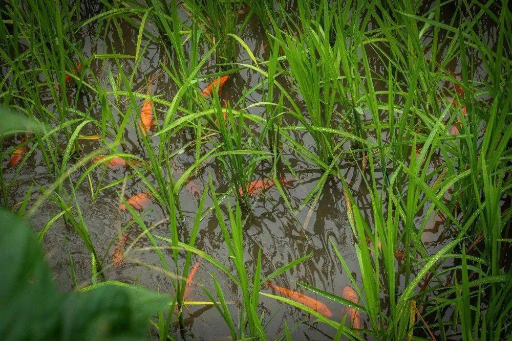 低于6折预售499起抢购楠溪江山阁61耕云钓月民宿一晚