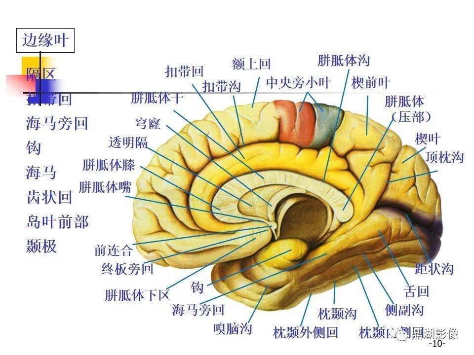 大脑解剖图正面图片