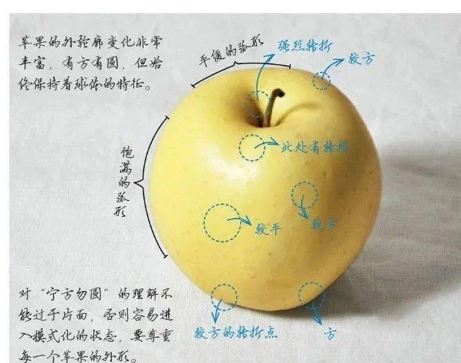 苹果结构名称图片