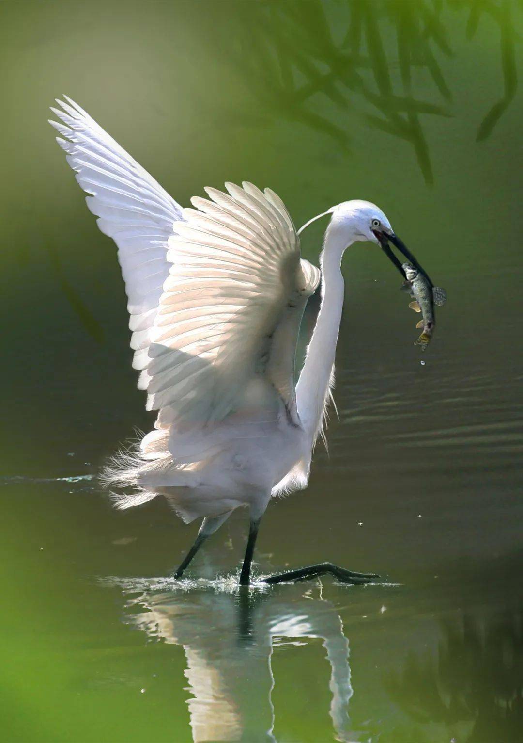 壮观万千白鹭纷飞西溪湿地莲滩鹭影实拍