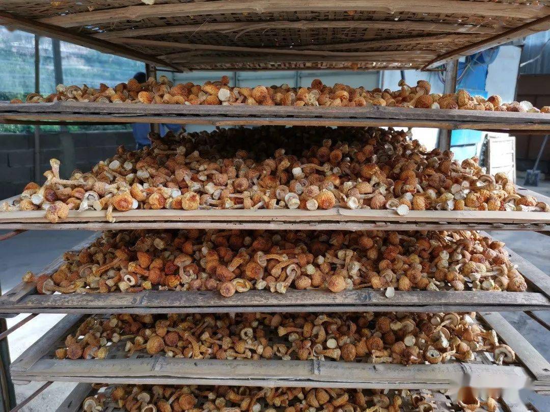 保山| 瓦马:小小姬松茸 点亮致富路_种植