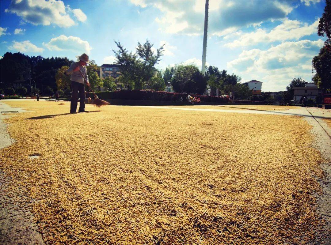 路上晒谷74能给铜鼓司机留条道吗