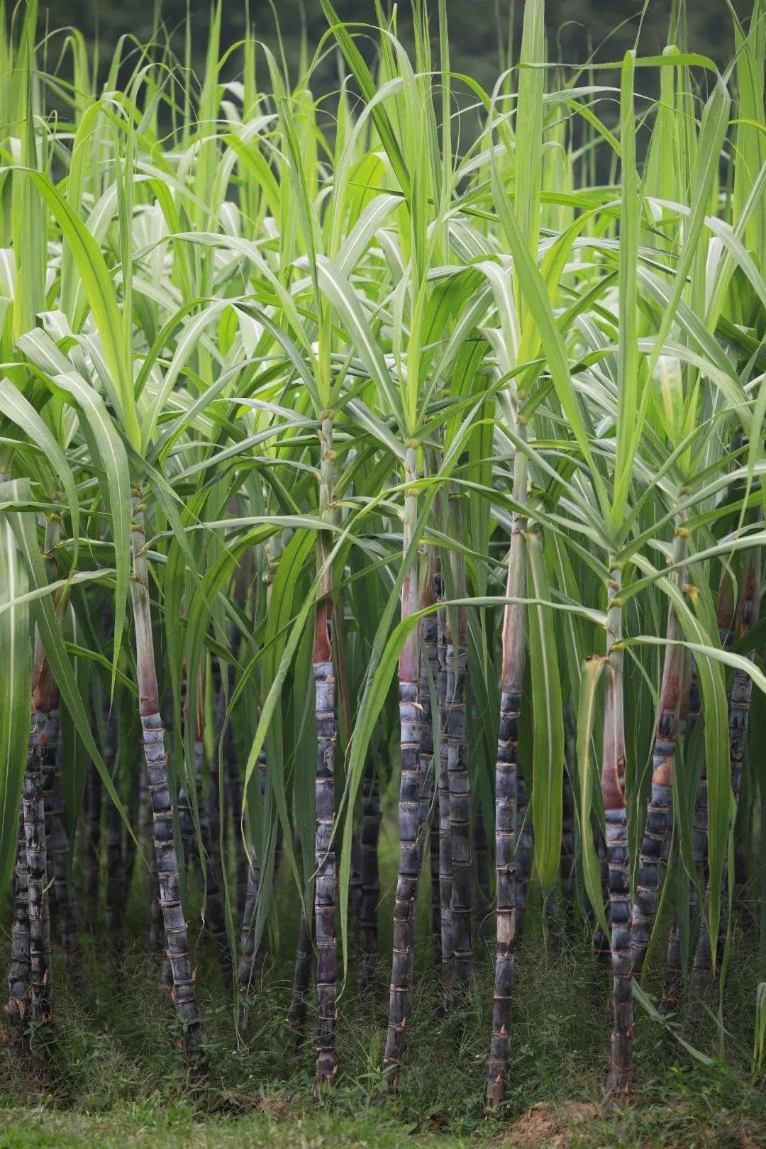 乌村无公害紫皮甘蔗现已成熟,喜爱甘蔗的同事们来一波特价福利