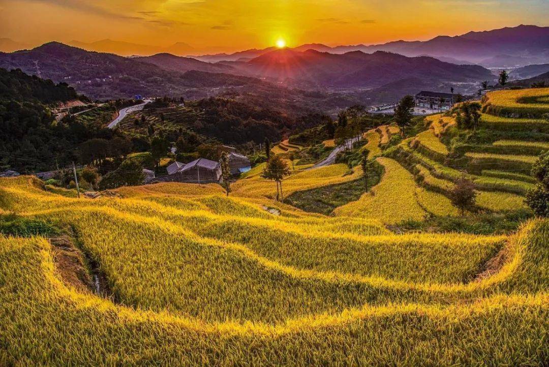 国庆没玩够三门金黄稻田绝美上线平原稻田高山梯田等你来赏