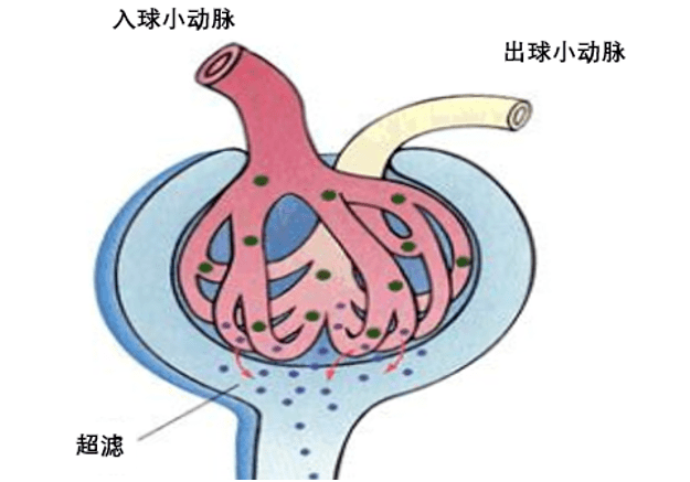 一文搞懂評價腎功能三個指標之間的區別及藥物引起腎臟損傷的機制