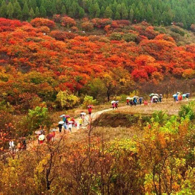 秋天的官護山還有多少人沒見過_景區