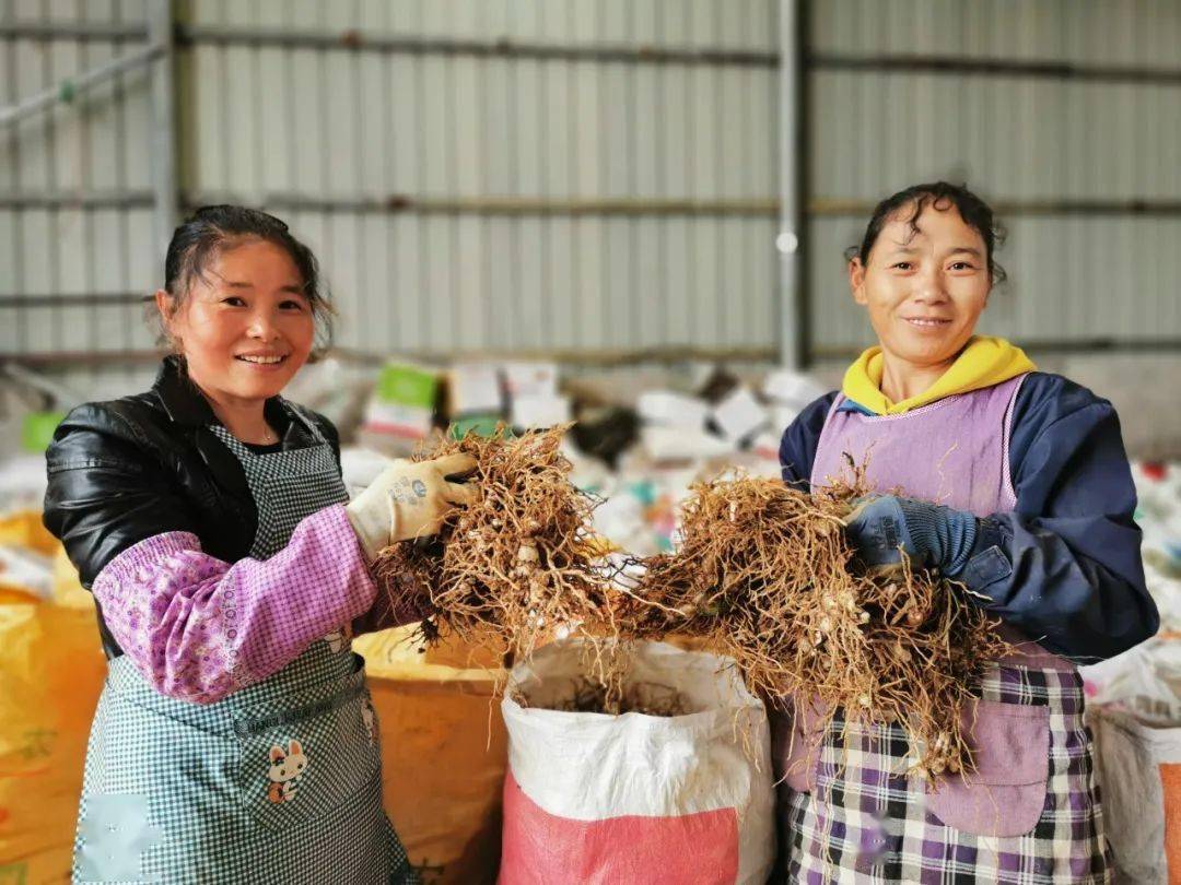 思南千亩白芨喜获丰收耕耘三年亩产达万斤