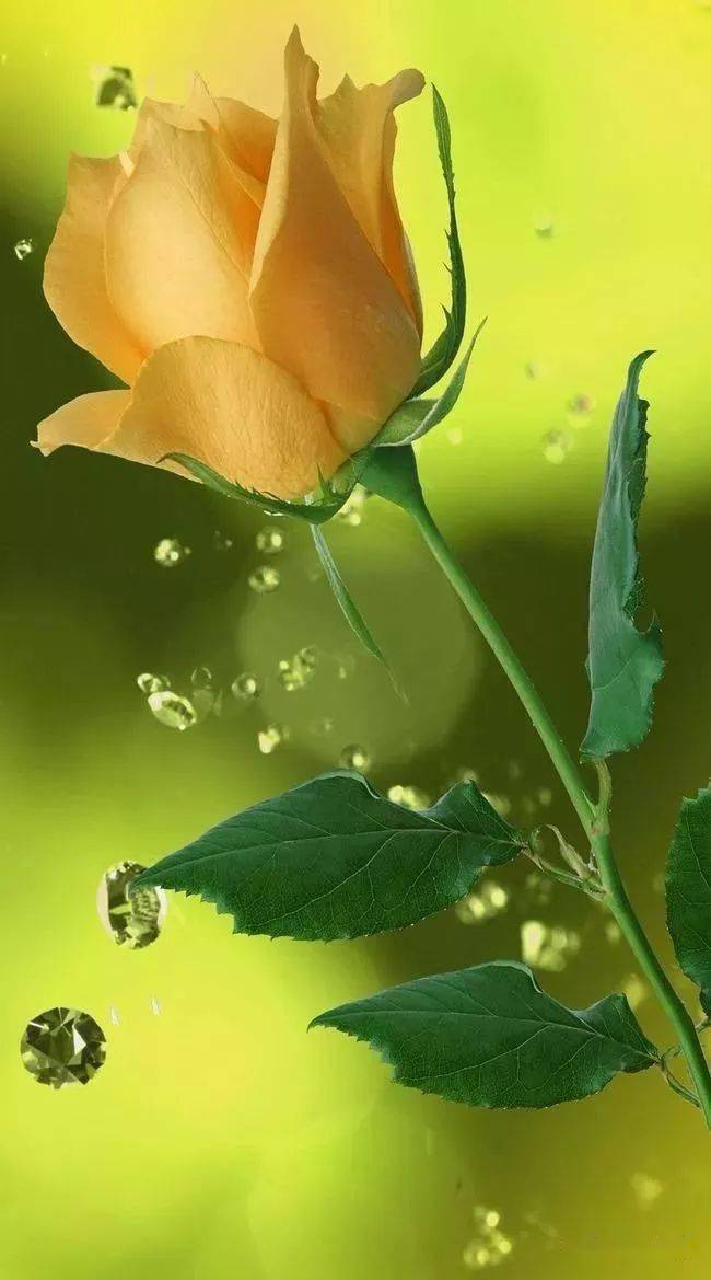 黄玫瑰刀郎经典情歌唯美忧伤中音萨克斯音乐