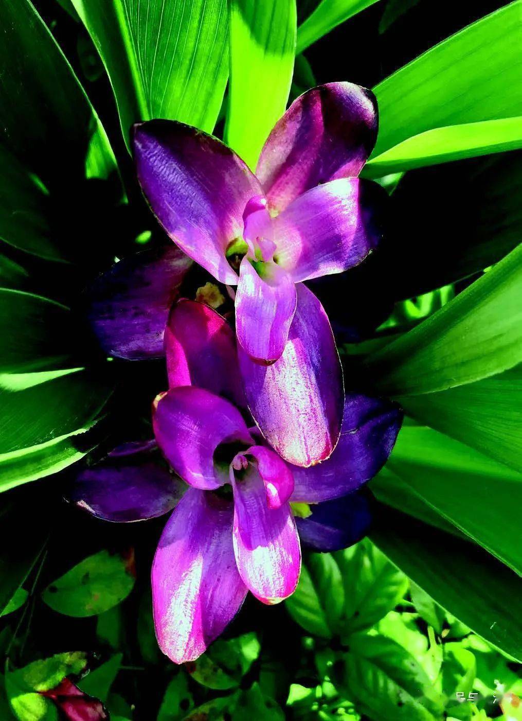 慢慢看懂一朵姜荷花