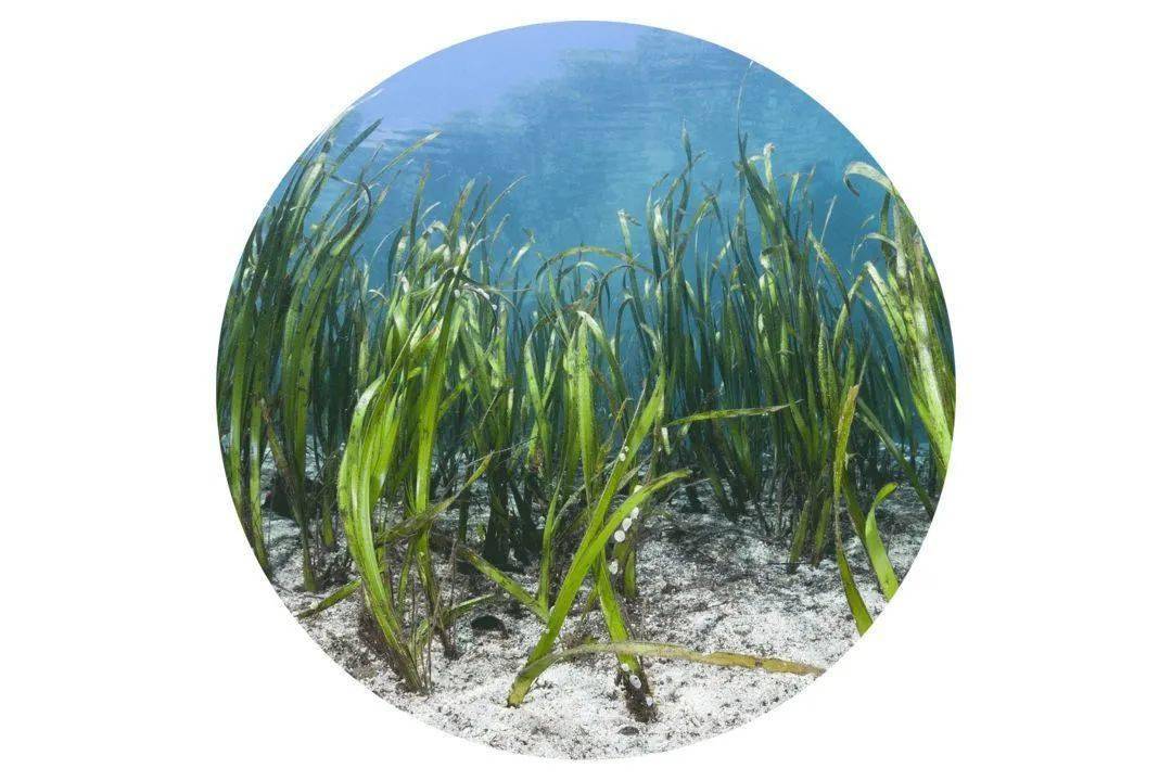 生态海草海藻先前,国内一半以上的海草都是以藻字命名的,比如大叶藻