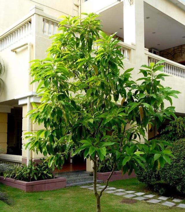 种一盆白兰花,比兰花还香,注意这几点,能长成"大花树"