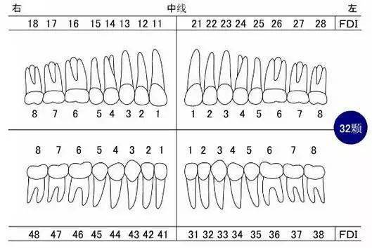 乳牙牙位记录法图片