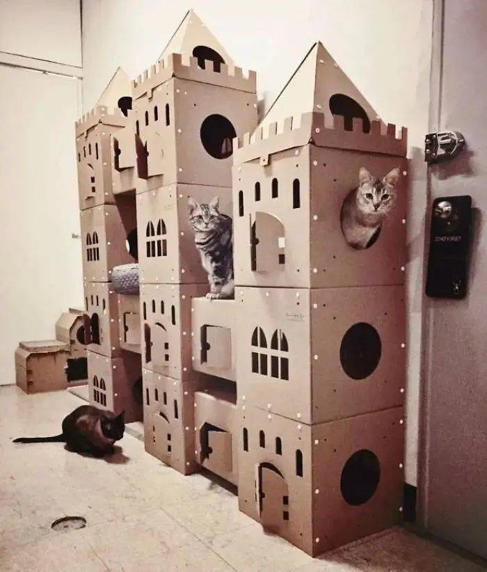 家有萌宠 猫咪不开心,用一座城堡来治愈吧_纸箱