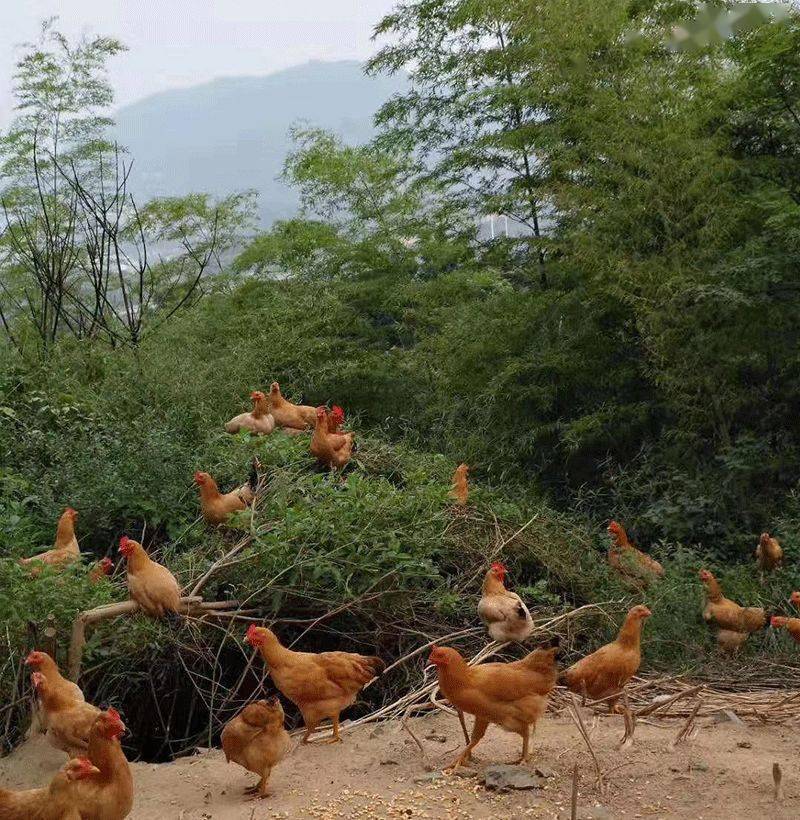 回到大山深處解密土雞土鴨的自由生活