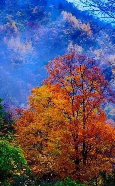 柞水黄花岭—最美赏秋自驾游公路(附精美照片)