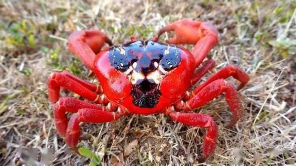 在这里全都有!大家快收藏吧!_螃蟹