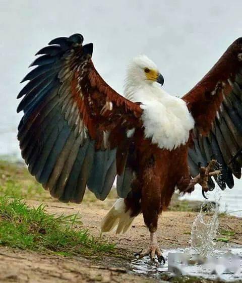 怎么抓拍到如此精彩的瞬间!大开眼界!_老鹰