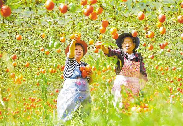 10月11日,酉阳涂市镇桃鱼村,村民在食用吊瓜种植基地里采摘吊瓜