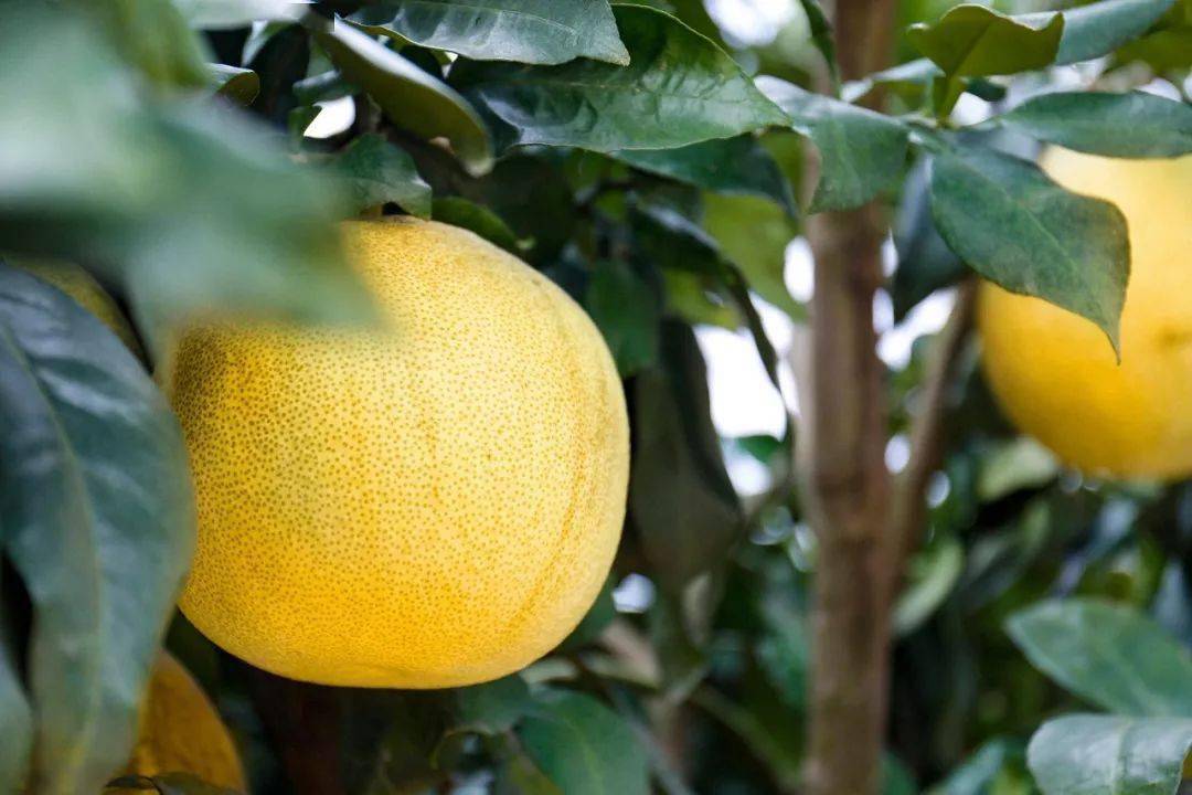 柚中极品浑身是宝红心马家柚熟了欢迎品鉴