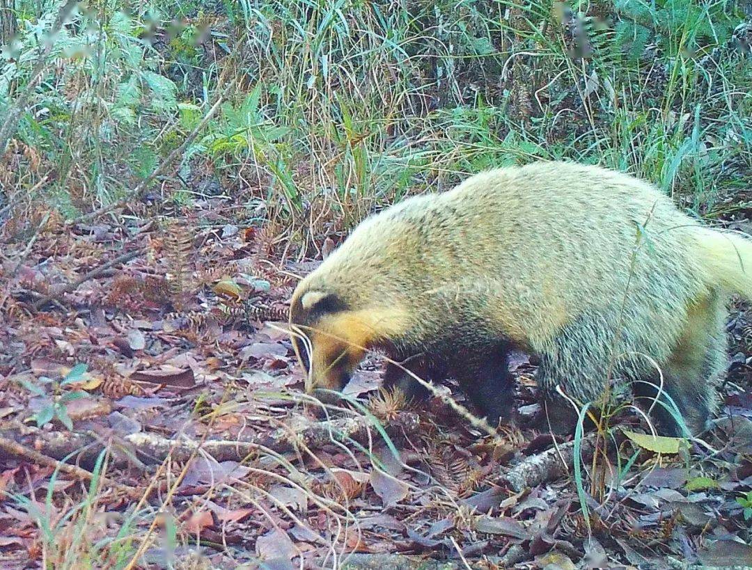 豬獾這些不小心闖入紅外相機鏡頭的野生動物可愛嗎?