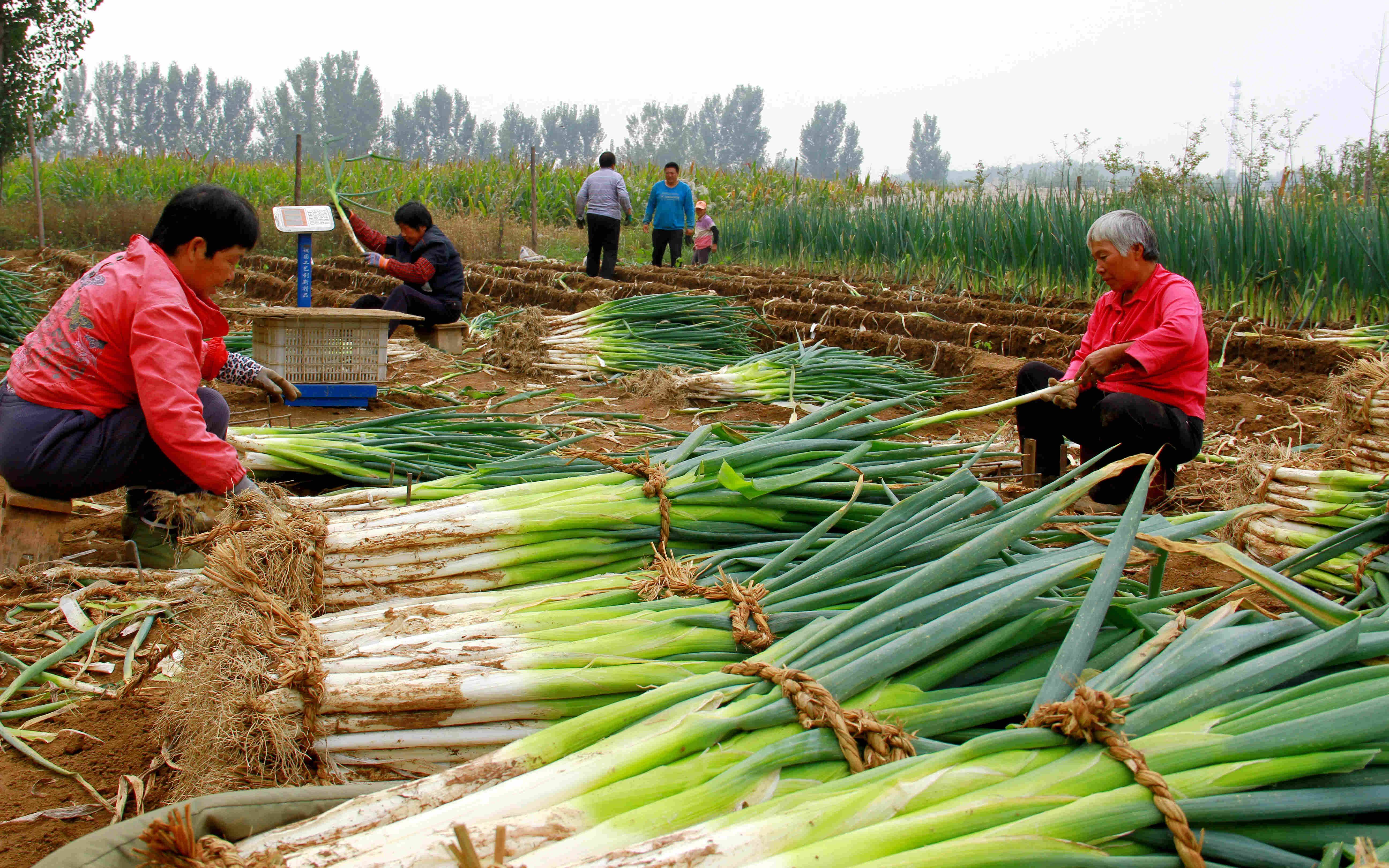 身高17米体重超1公斤京郊赵家务村百年大葱丰收