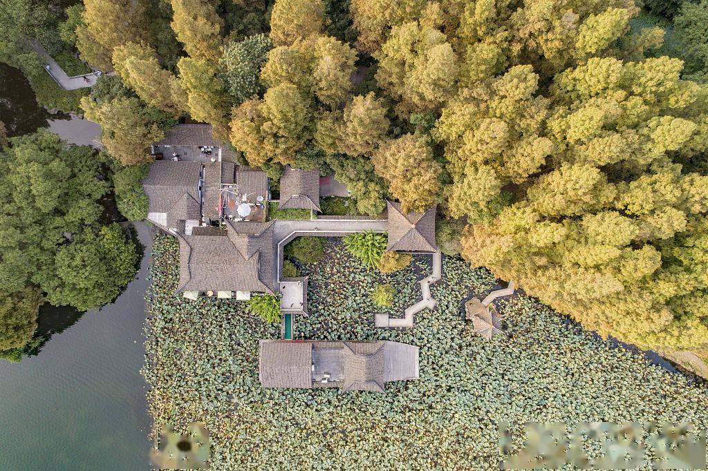 浙江杭州:西湖边上树叶黄 秋色最美在路上_曲院风荷