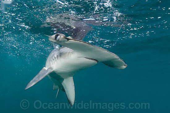 脑袋突出还是胎生,"锤头鲨"宝宝不会难产么?