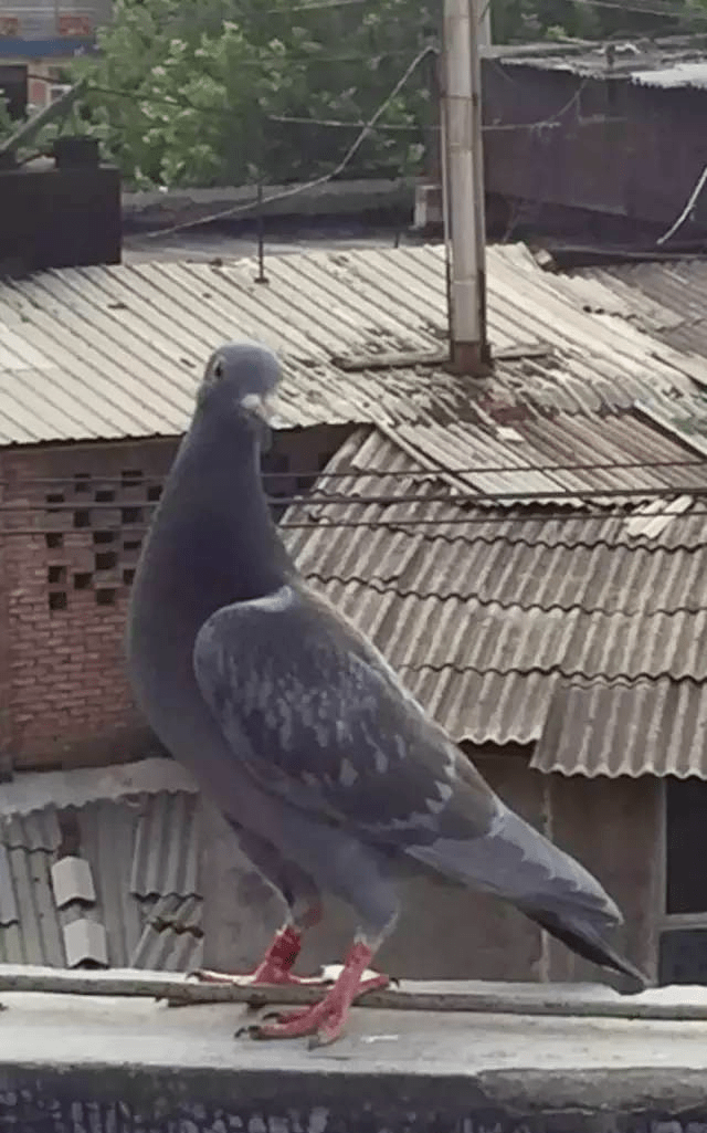 罕见异色鸽欣赏,不仅漂亮而且成绩非凡!