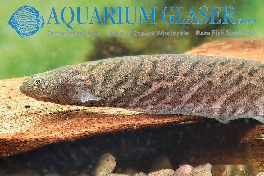 每天认识一种南美鱼