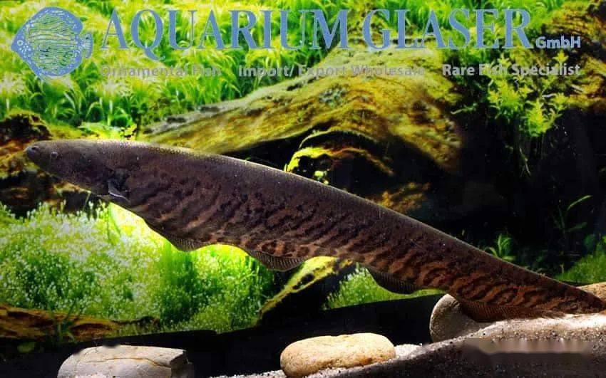 每天认识一种南美鱼|(103)皇冠虎纹飞刀