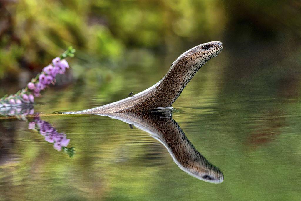 英国:蛇蜥水潭中探头 好似迷你水怪