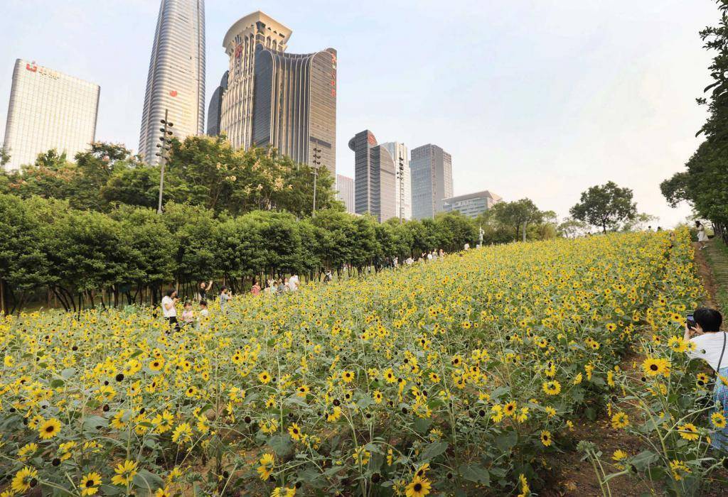 深圳市民中心南廣場向日葵花海熱情盛開