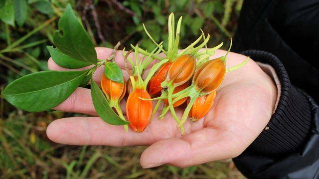 原創山上滿樹小黃果還能泡茶染饅頭原來叫梔子花