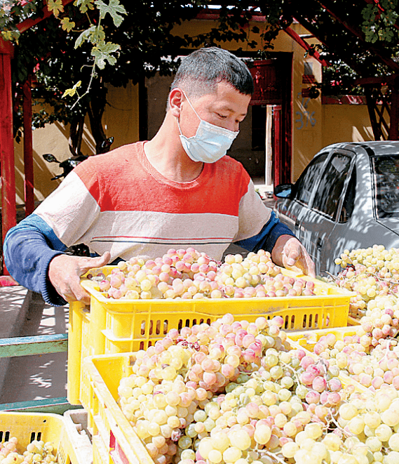 影像07兰干乡的葡萄熟了