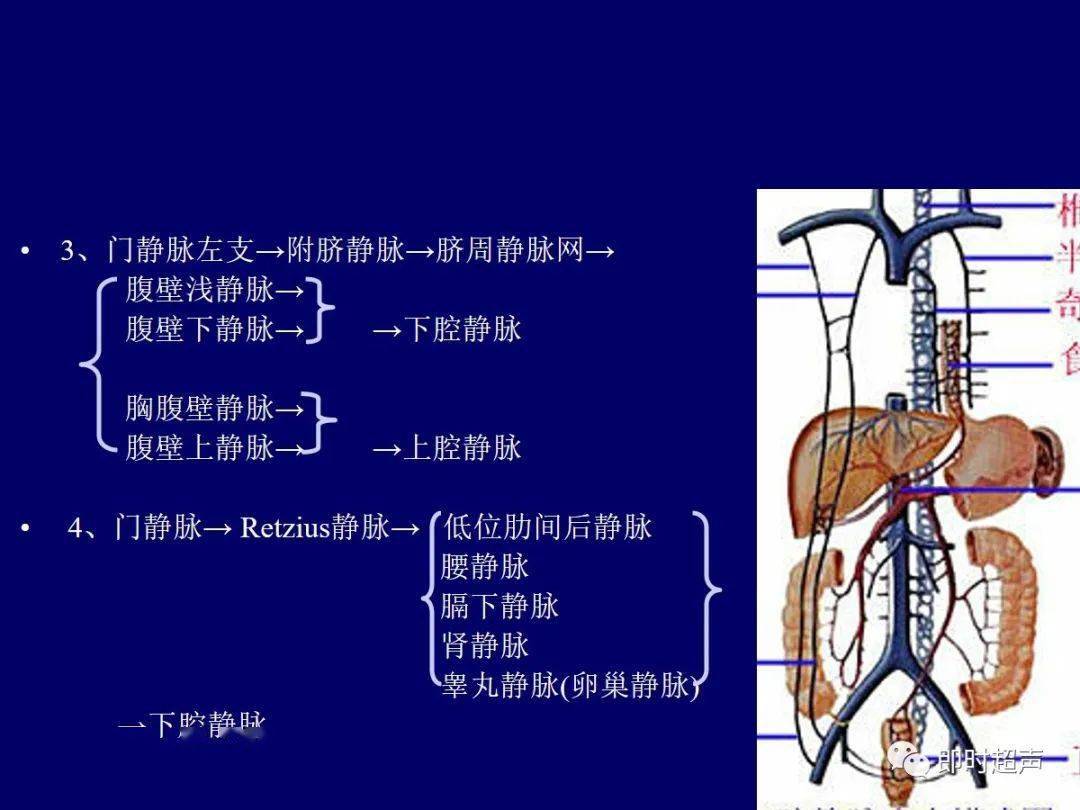 肝脏胆道系统解剖_间隙