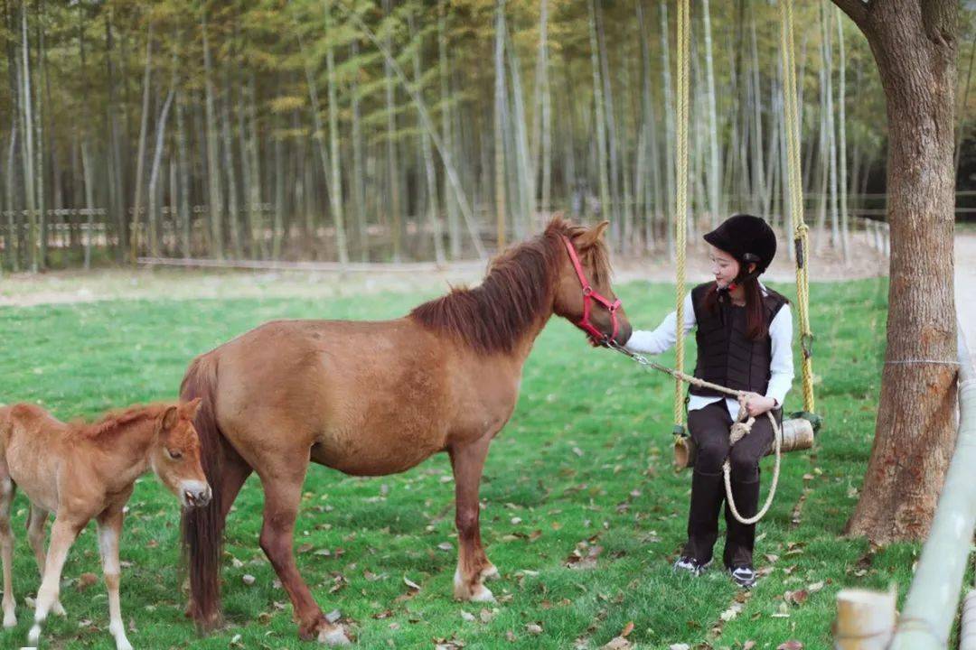 動物農場,兒童樂園,卡丁車,跑馬場,帳篷露營,草坪野餐,戶外燒烤,森林