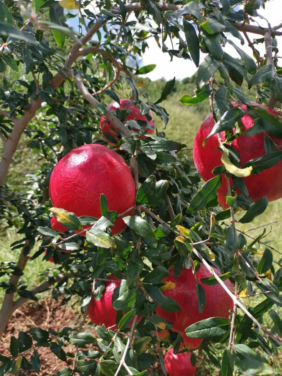 号称石榴界"网红"的黑珍珠石榴你见过吗?